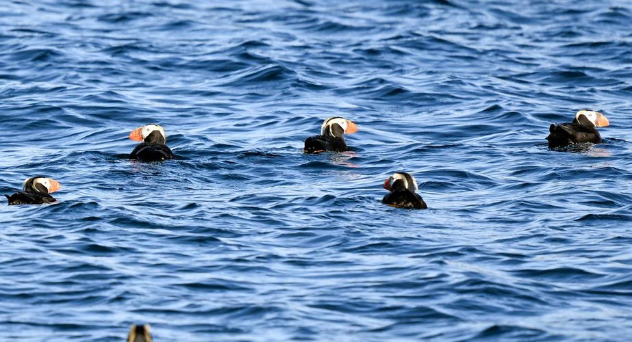 Bar Harbor boottocht puffins Bar Harbor boottocht puffins